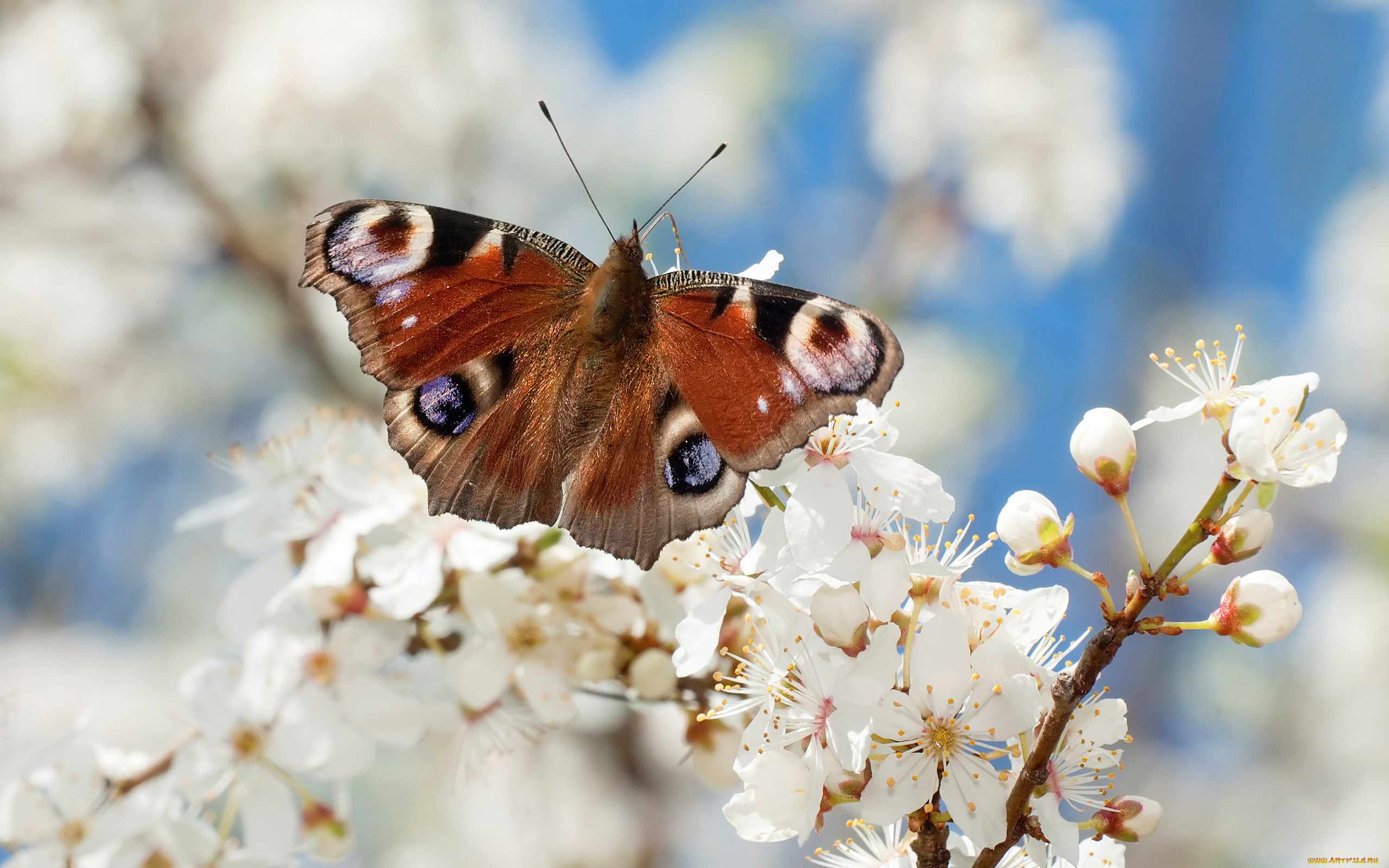 Бабочки весной картинки. Весенние бабочки. Насекомые весной.
